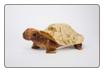 Speedy Tortoise 11" by Douglas
