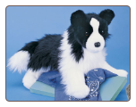 Chase the Border Collie 16" by Douglas