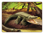 Alligator Hand Puppet 24" by Folkmanis