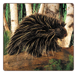 Porcupine Hand Puppet 13" by Folkmanis