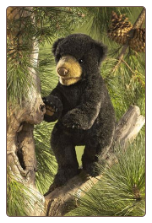 Black Bear Cub Hand Puppet 14" by Folkmanis