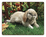 Holland Lop Rabbit Hand Puppet 15" by Folkmanis